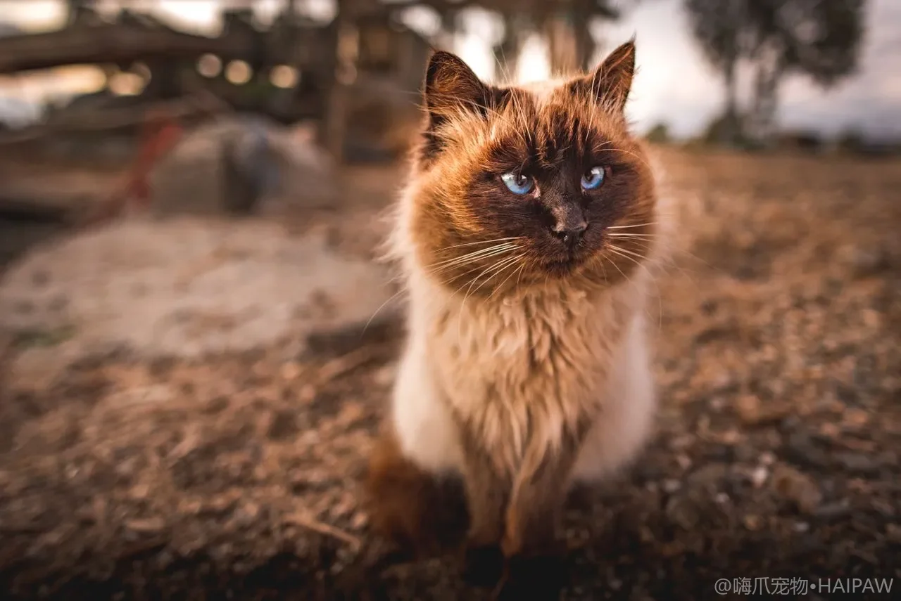 猫咪益生菌到底要不要补？肠道菌群科学补充指南
