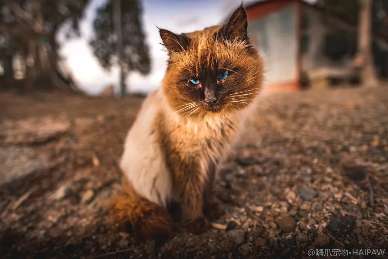 猫咪维生素与矿物质:补什么、怎么补才不踩雷 猫咪维生素与矿物质:补什么、怎么补才不踩雷