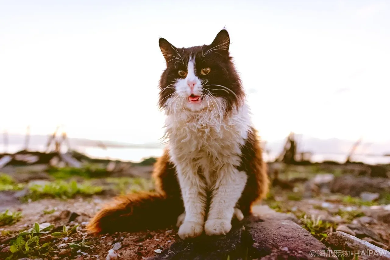 猫毛干枯、皮屑多、爱挠痒？很可能缺了这类脂肪酸