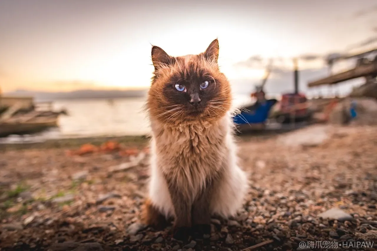 牛磺酸对猫咪到底有多重要？缺乏会失明伤心的营养短板