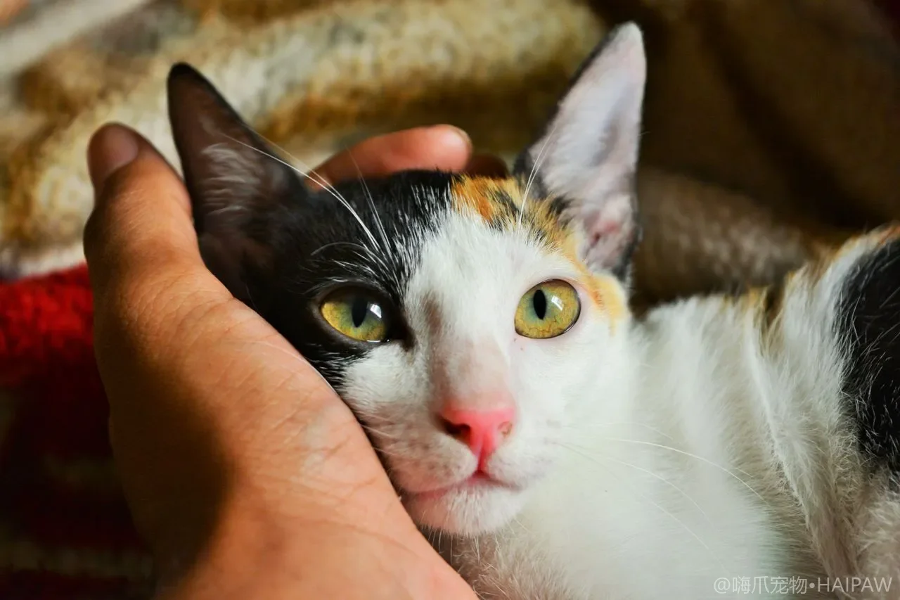 猫食物过敏怎么排查：排除饮食法与换粮指南