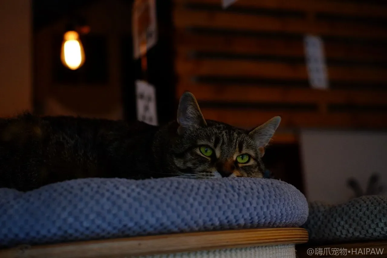 猫草完全指南：从种植到喂食，一文读懂天然排毛神器