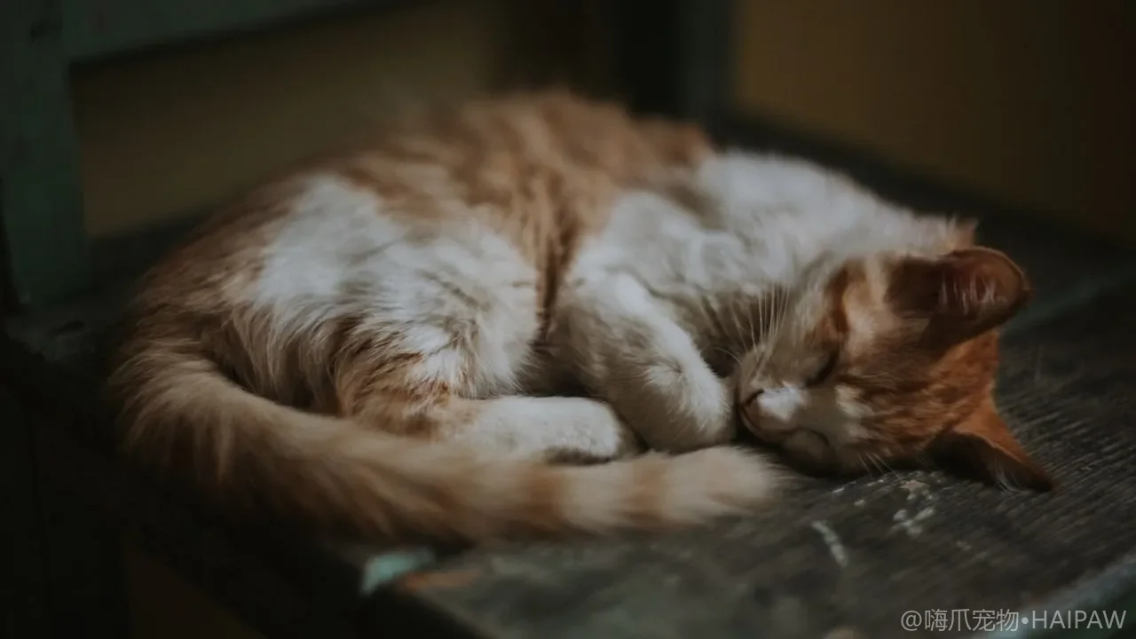猫咪该不该喂生食？从生理需求到安全性，一篇讲透生食喂养真相