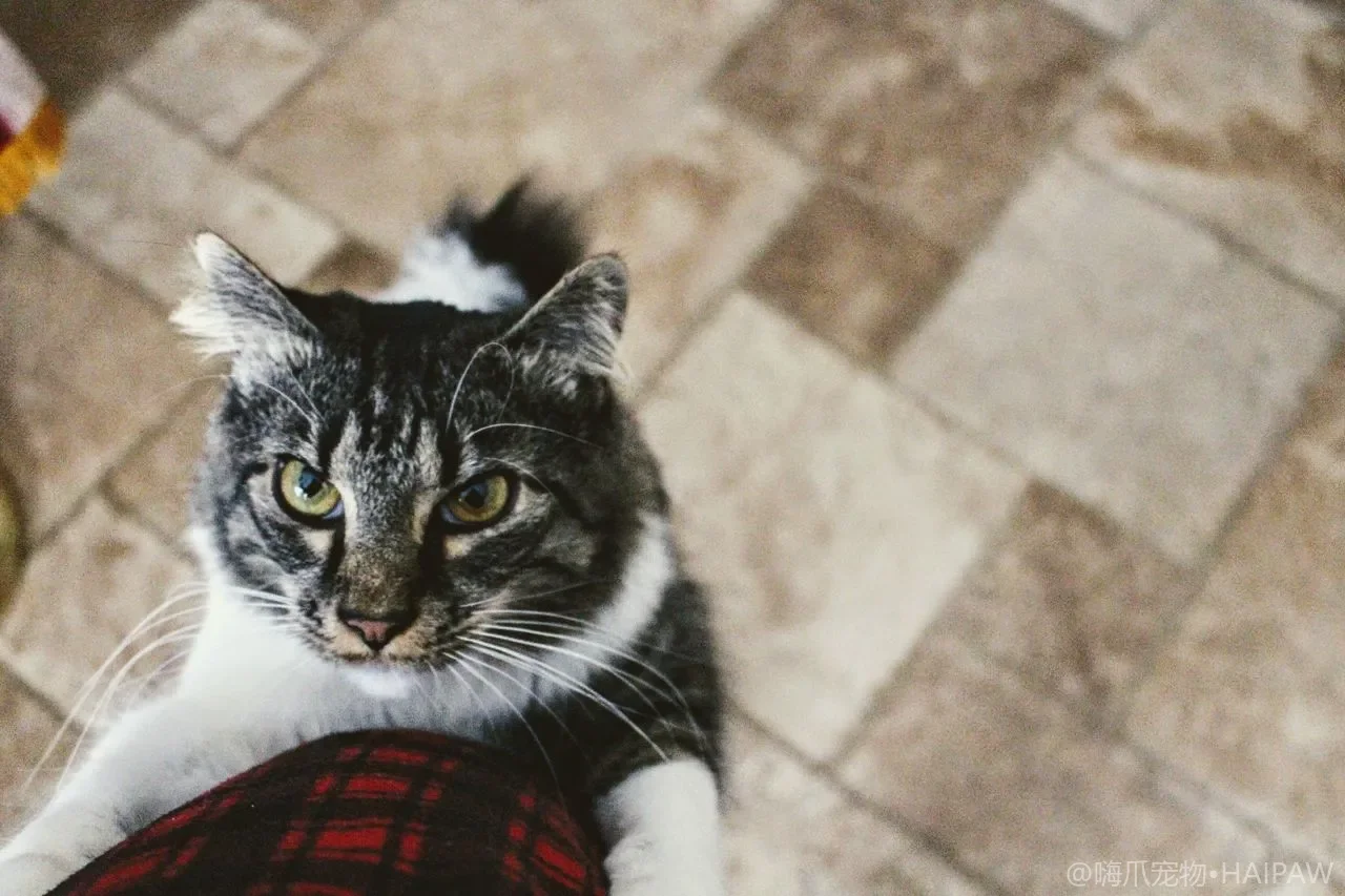 猫不爱喝水光靠猫碗没用，用对方法给水加味增湿让它主动多喝水