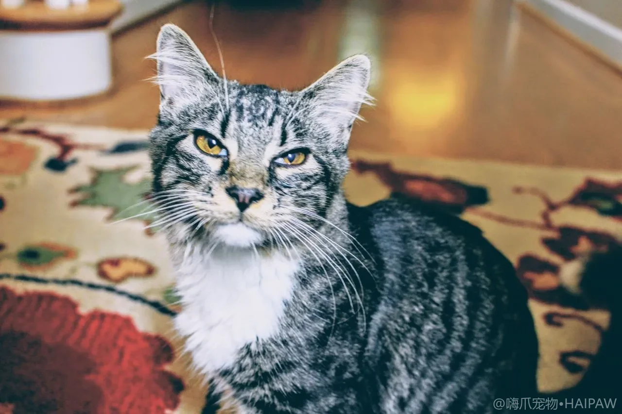 猫一天到底该喂多少粮才不胖不瘦？按体重和活动量算喂食量的方法