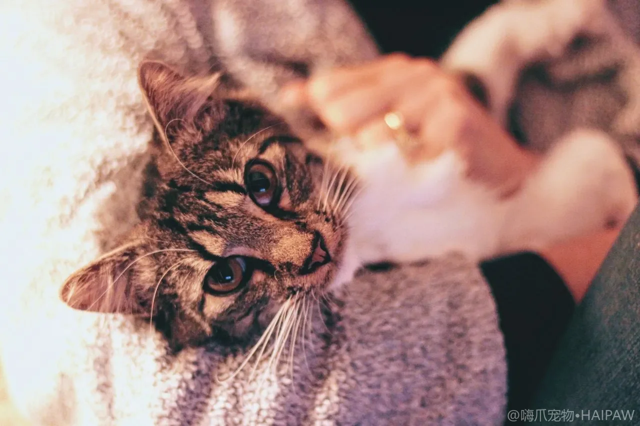 猫吃肝脏到底安不安全？每周喂多少才不伤身的科学喂法与风险提醒