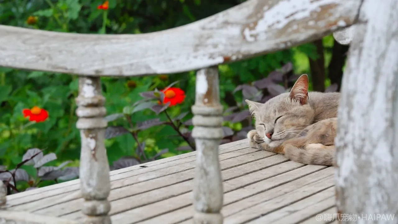 猫到底能不能吃鱼和海鲜？汞超标鱼刺风险与安心喂猫的正确方法