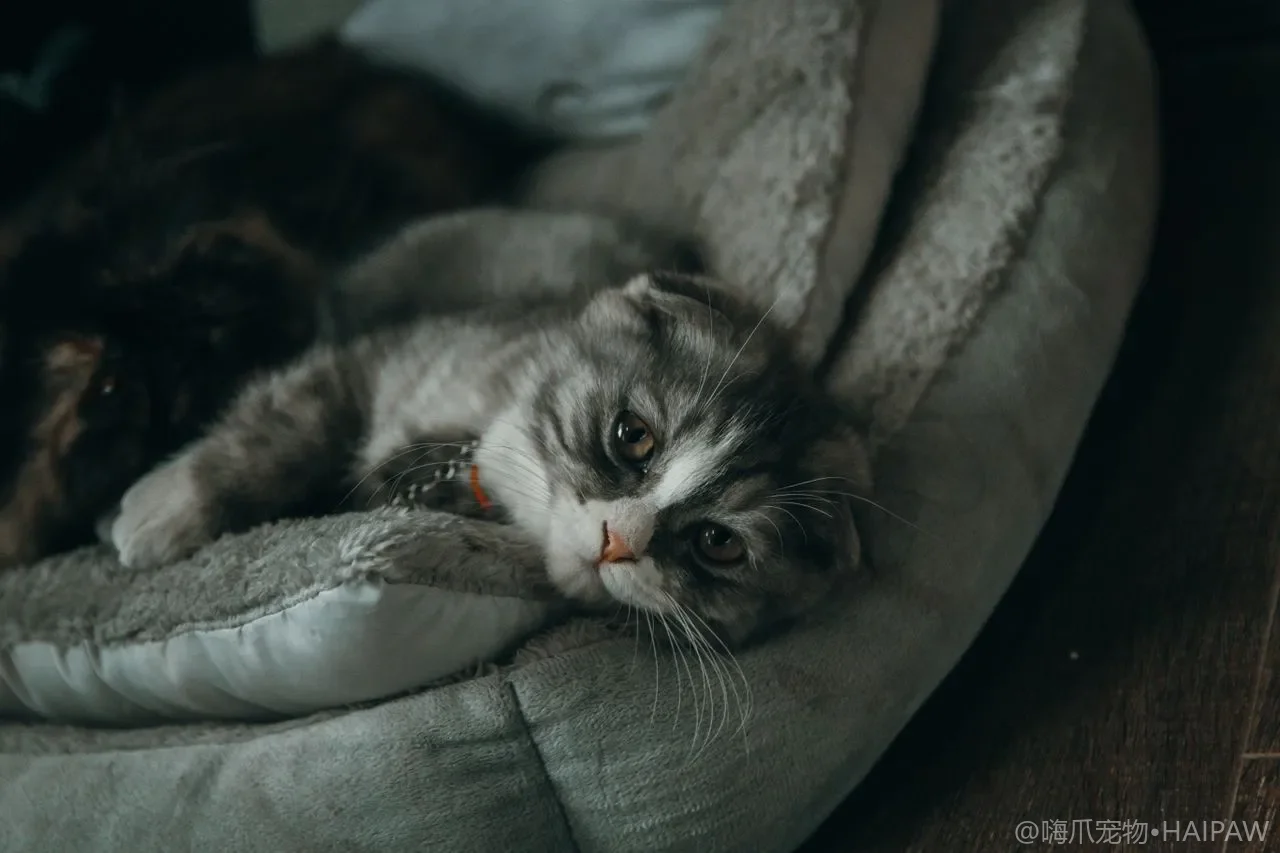 猫能不能吃南瓜？熟制少量短期喂对软便肠胃的好处与禁忌