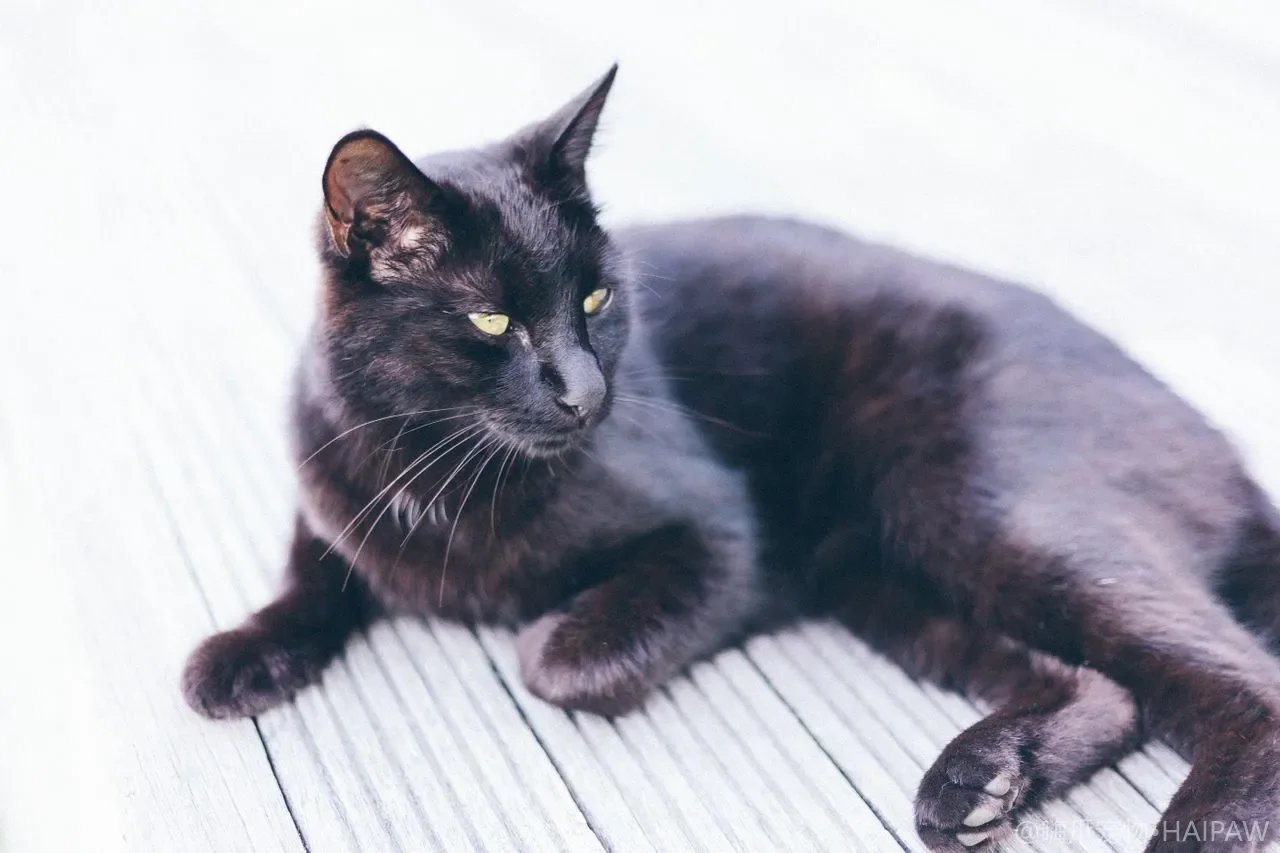 猫营养补充剂喂过量反而中毒？维生素矿物质上限与科学补充清单