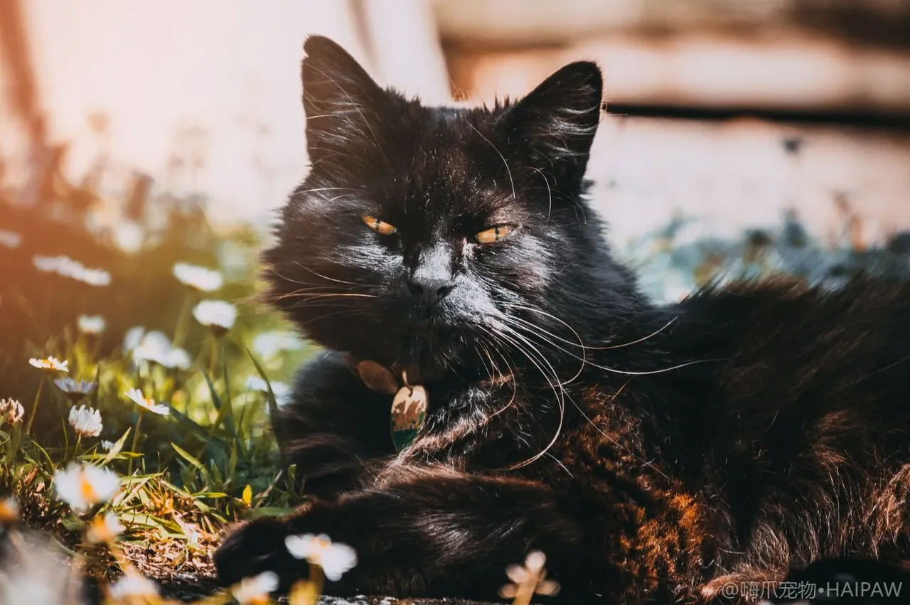 猫粮里的诱食剂和防腐剂到底安不安全？看懂配料表添加剂避坑