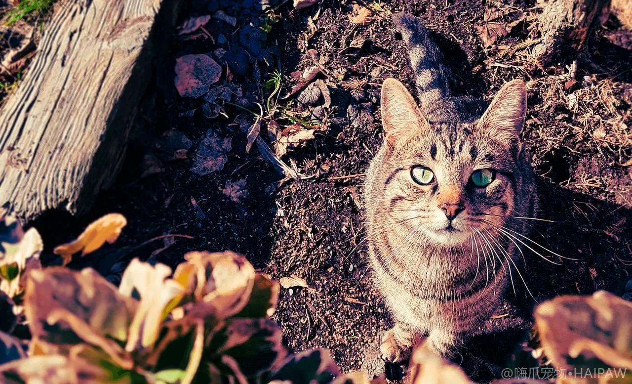 猫到底能不能吃骨头？熟骨生骨卡喉划肠的危险与更安全的补钙替代方法