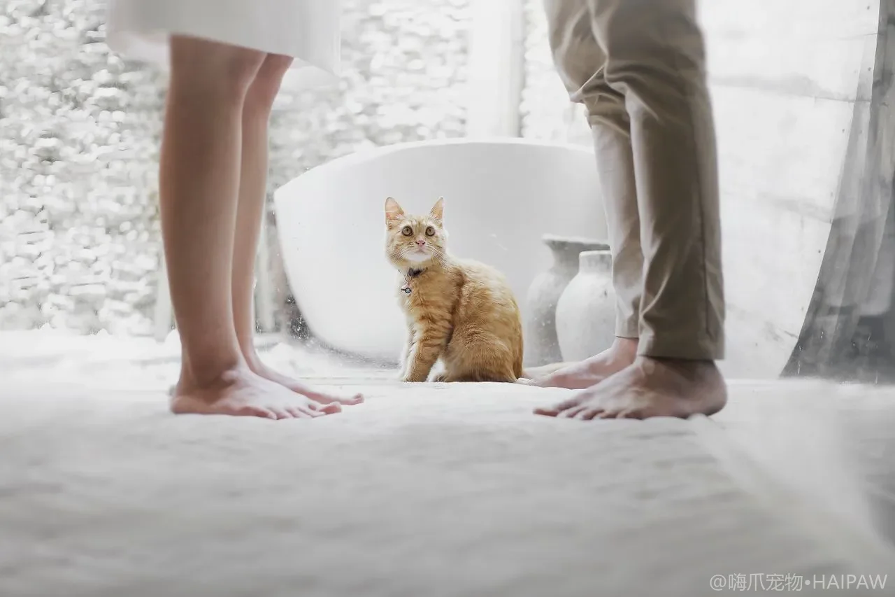 猫到底能不能吃香蕉？钾含量与糖分边界下的少量喂食安全清单