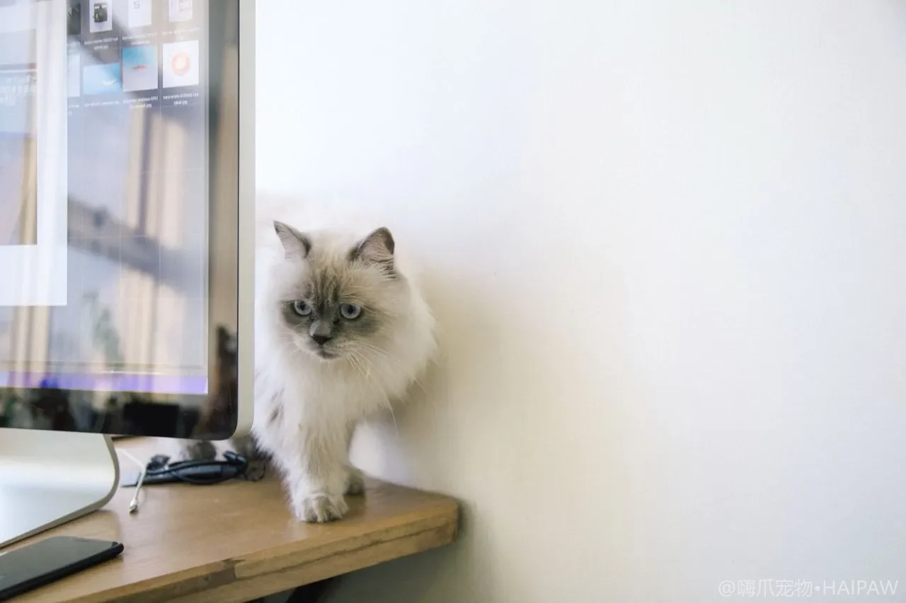 猫的零食罐头能不能当主食？主食罐与零食罐的营养差别和正确喂法