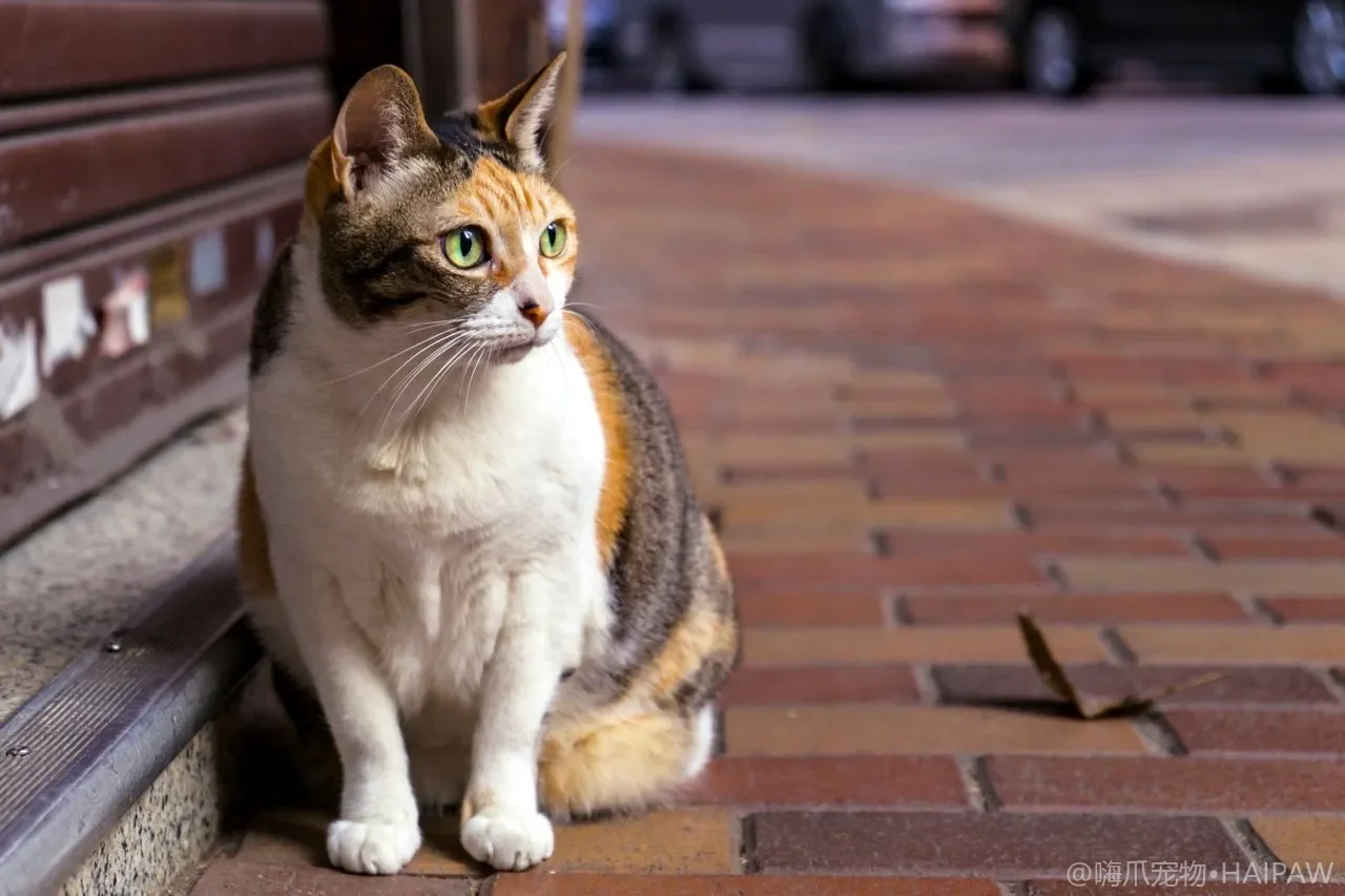 猫到底能不能喝酸奶？发酵乳里的乳糖与活菌对猫的利弊一次说清