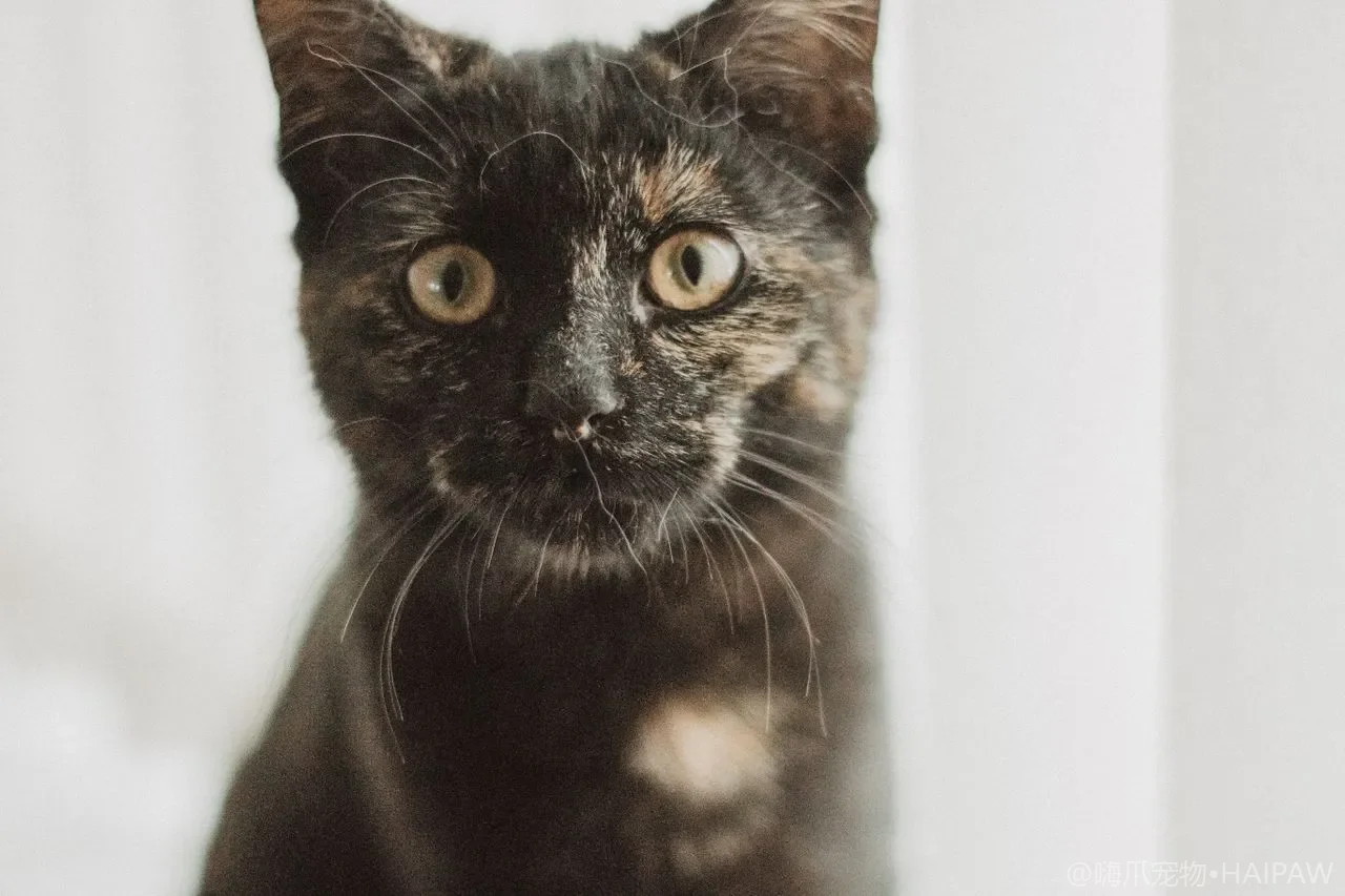 猫到底定时定量喂还是自由采食？两种喂法的利弊与适用猫