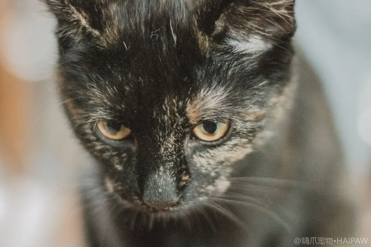 猫咪牙龈炎家庭预防全攻略：从刷牙训练到口腔护理的完整指南