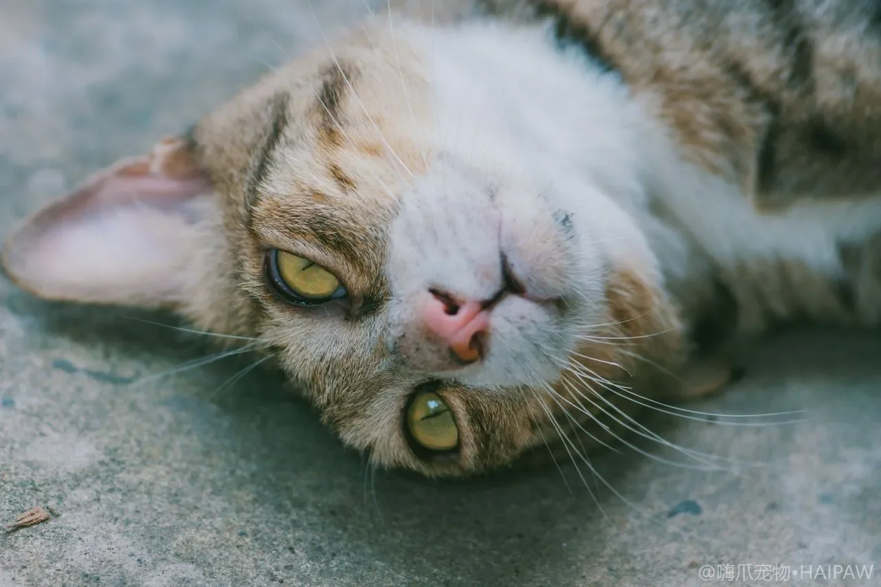 猫咪饮水量管理实操：从水源选择到每日摄入量监测