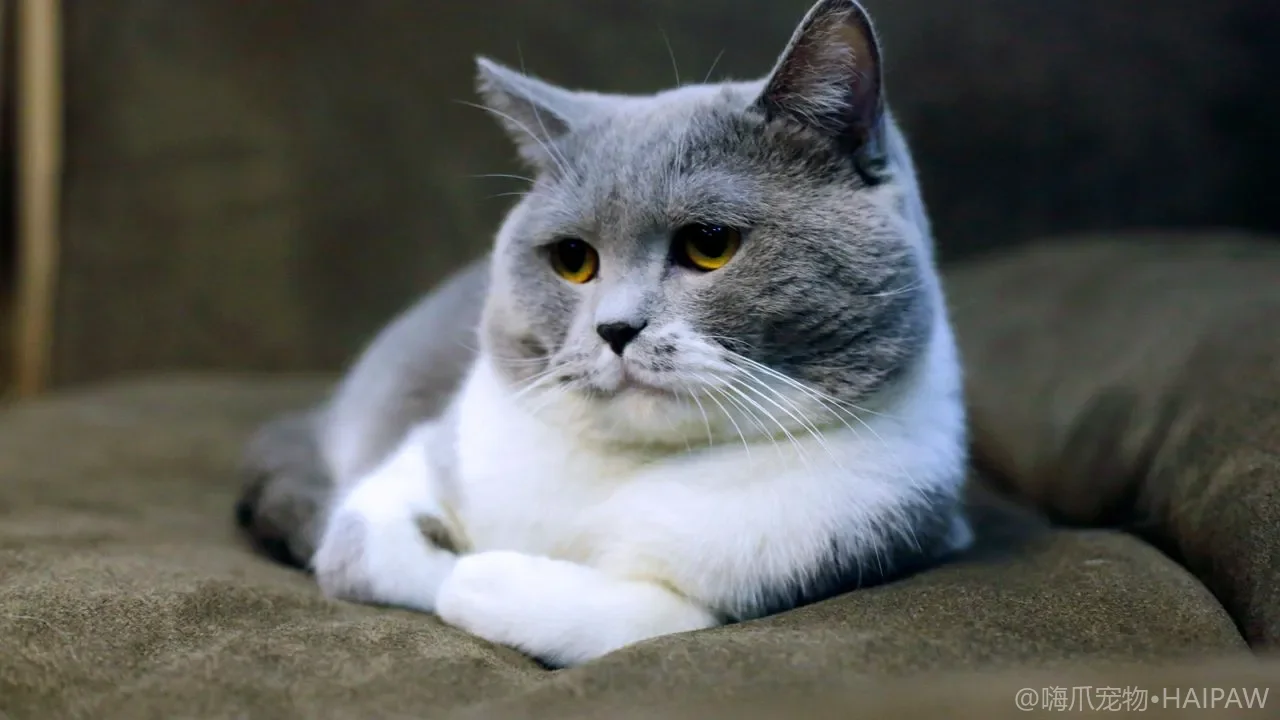 猫咪软便腹泻怎么办？消化道问题从急性到慢性的排查与调理