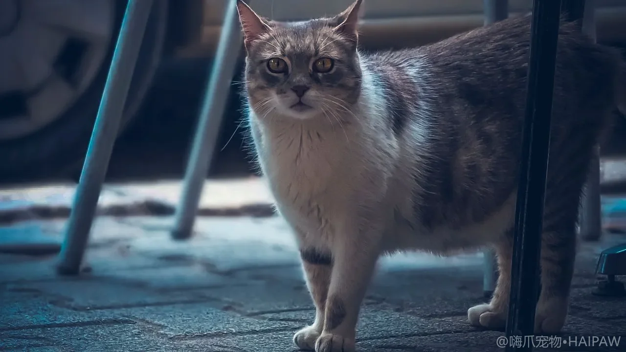 猫咪慢性肾病(CKD)怎么办?早期信号、分期管理与饮食护理指南 猫咪慢性肾病(CKD)怎么办?早期信号、分期管理与饮食护理指南