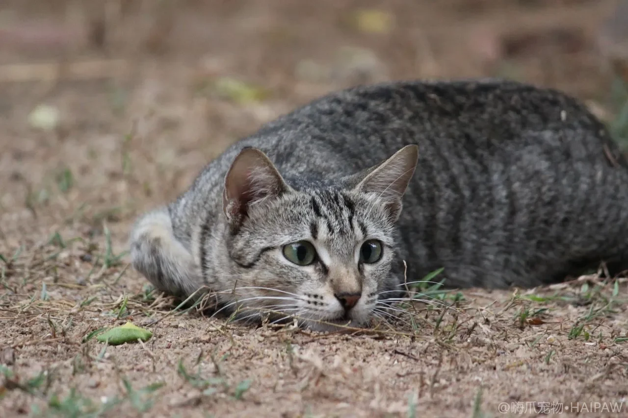 猫咪中毒怎么办？常见毒物、早期信号与家庭急救指南