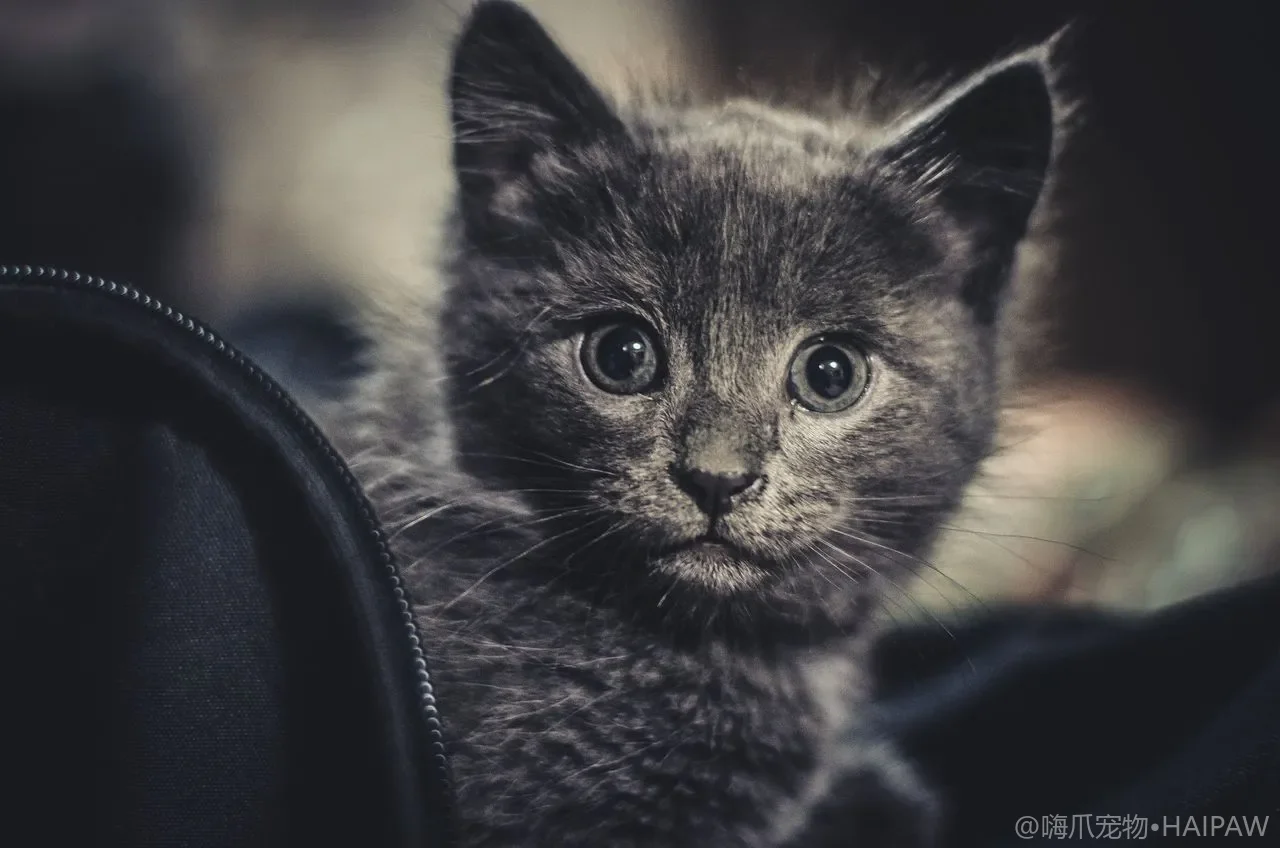 猫咪便便怎么算健康？颜色形状频率自查与异常就医红线