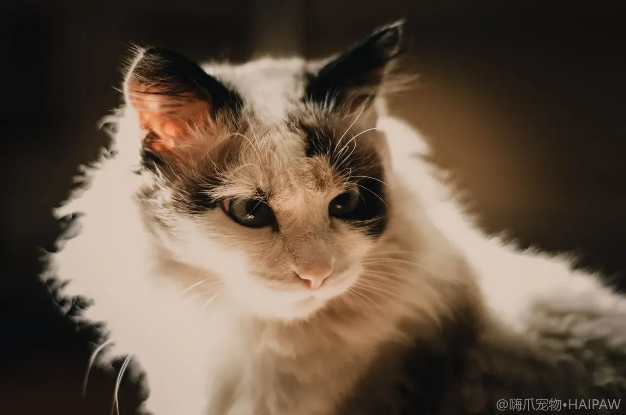 猫咪眼屎多、一直流泪怎么办？分泌物颜色与病因自查