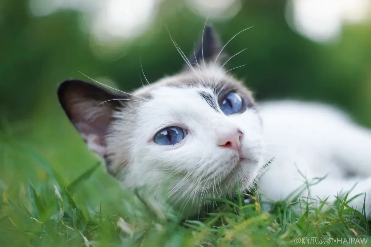 猫也会得关节炎？关节养护与行动力保护指南