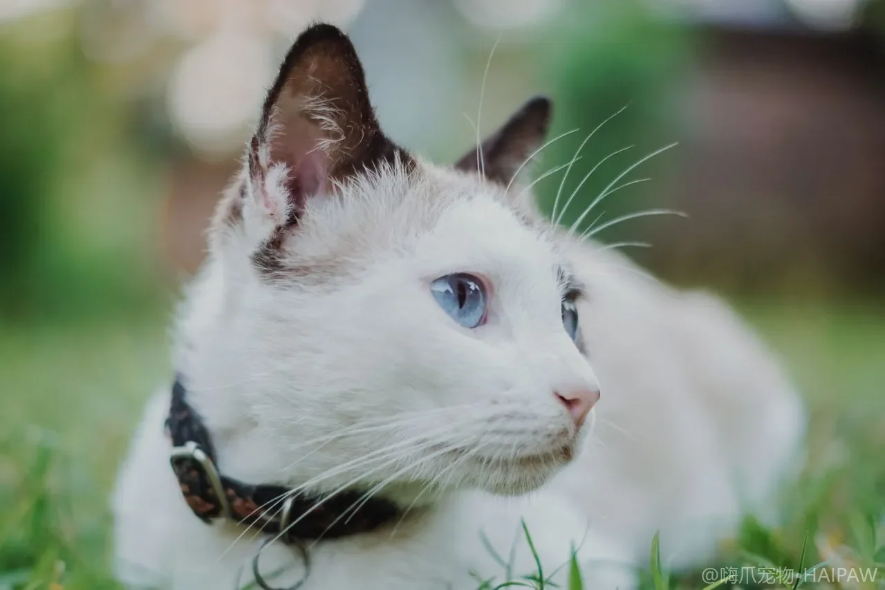 猫咪肥厚型心肌病（HCM）：沉默心衰的早期筛查路径