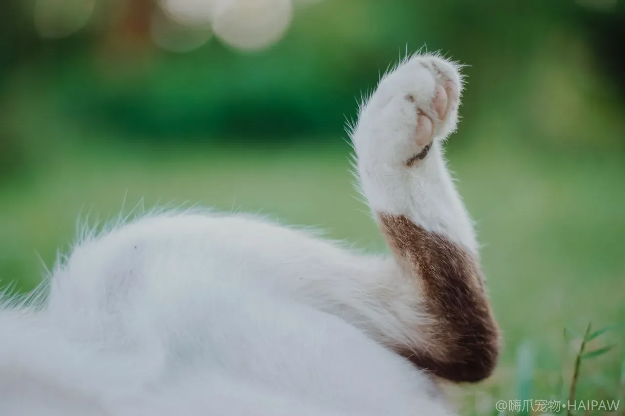 猫甲亢的诊断与居家管理：从症状分期到用药护理