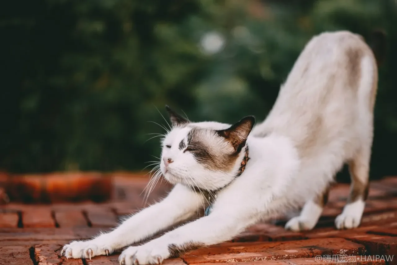 猫咪刷牙与口腔保健：远离牙结石和口臭