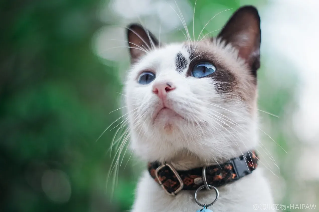 猫最痛的病之一：口炎口腔溃疡的识别与护理