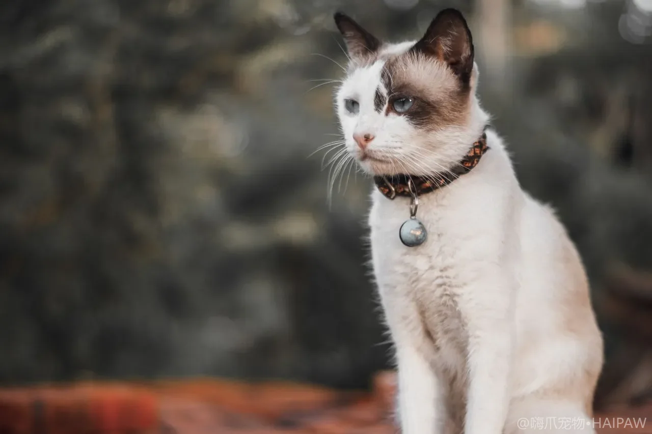 猫胰腺炎别误当挑食：隐蔽腹痛的识别与居家护理