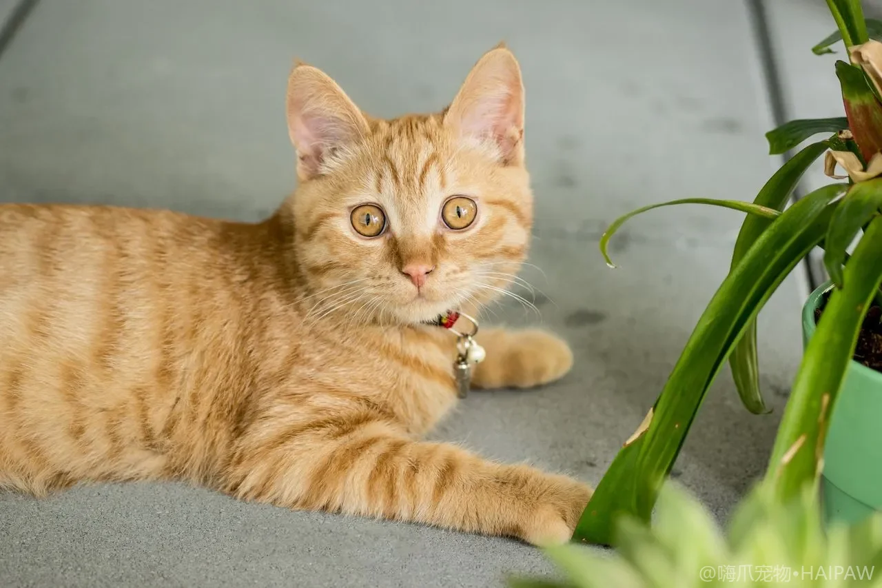 猫肥厚型心肌病（HCM）筛查：沉默心脏病的早期发现