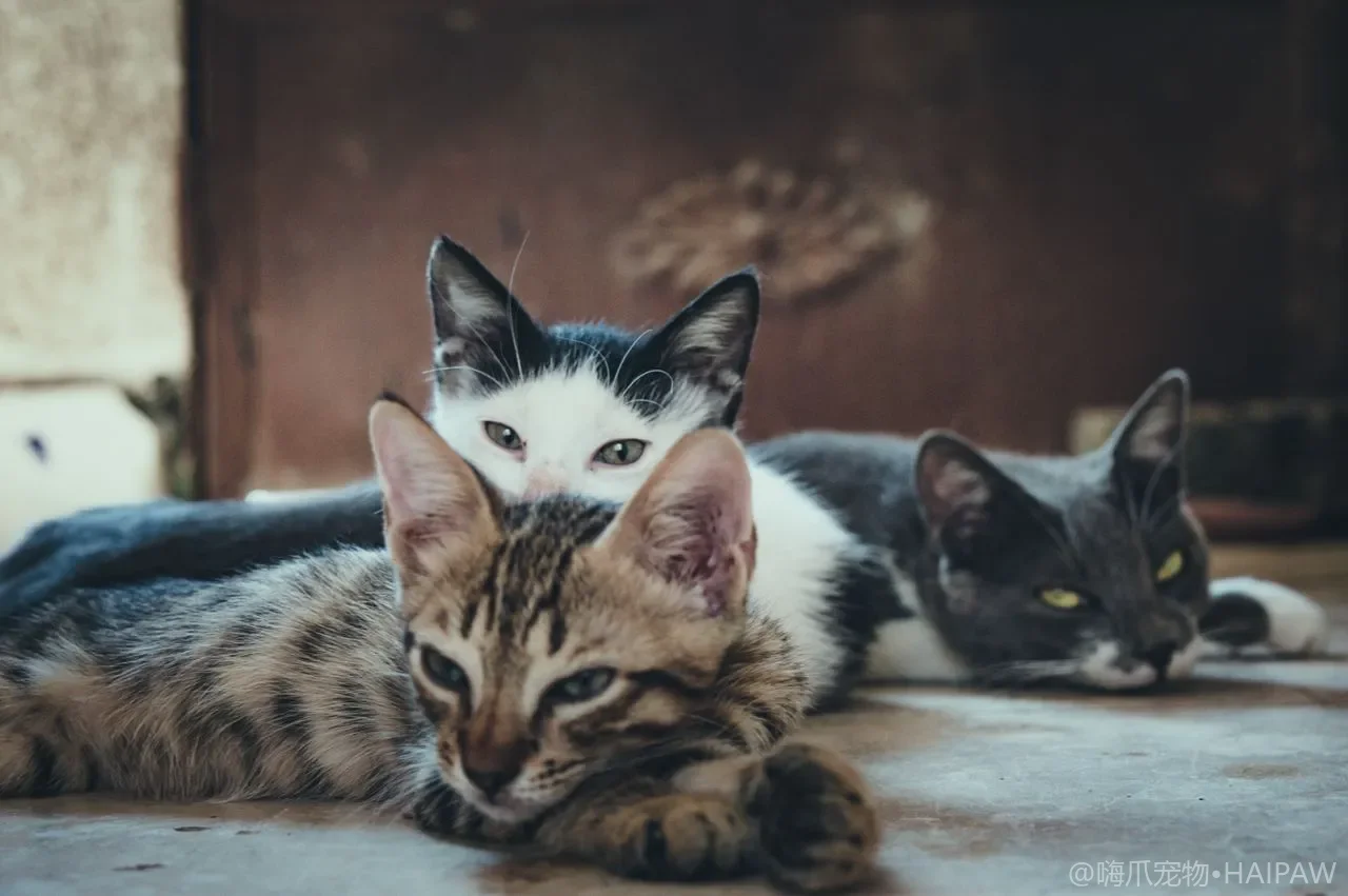 猫糖尿病怎么发现和管理：日常护理与用药指南