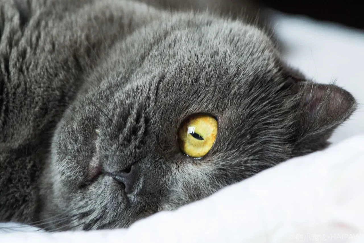 以为是吐毛球？错！猫在"干咳"时，可能正在经历窒息般的痛苦