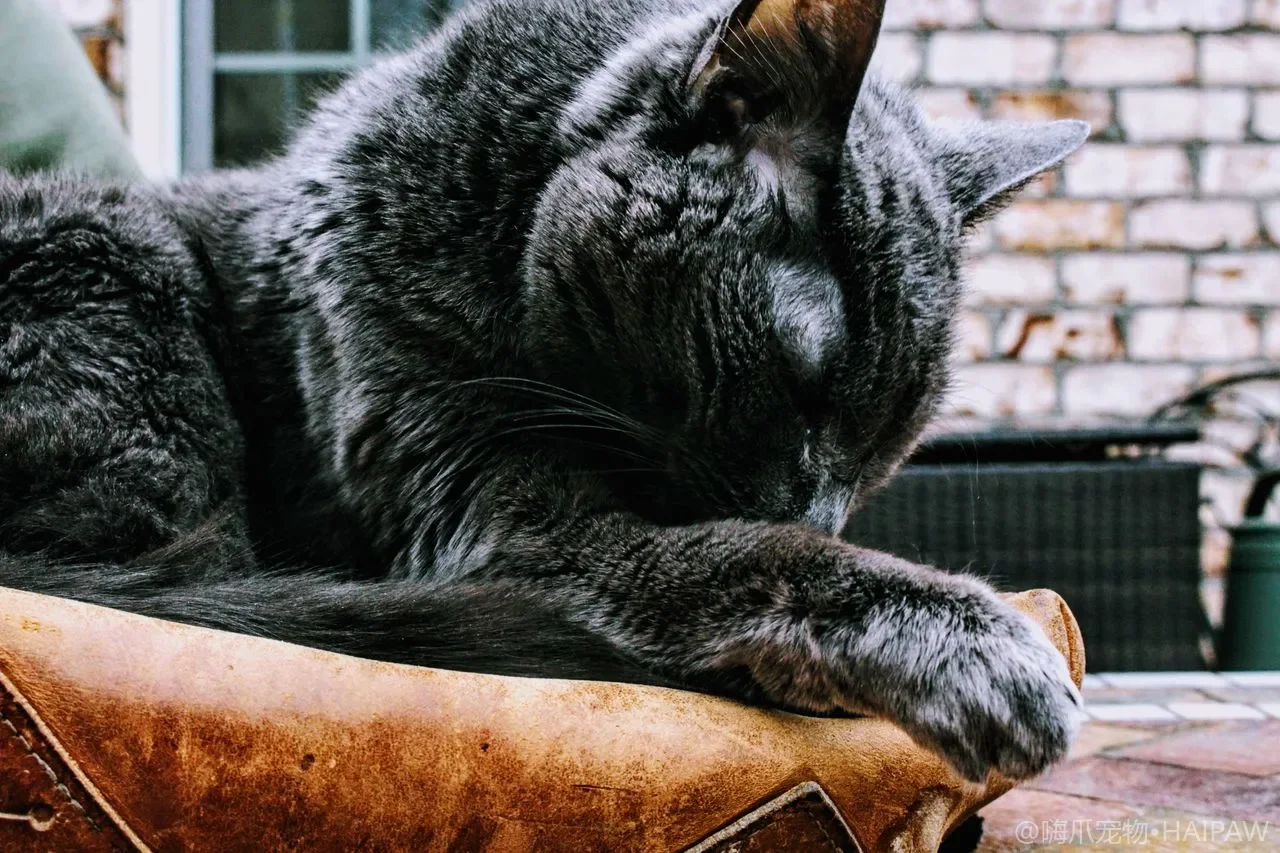 猫吐了别慌!一张表教你判断该观察还是该送医 猫吐了别慌!一张表教你判断该观察还是该送医