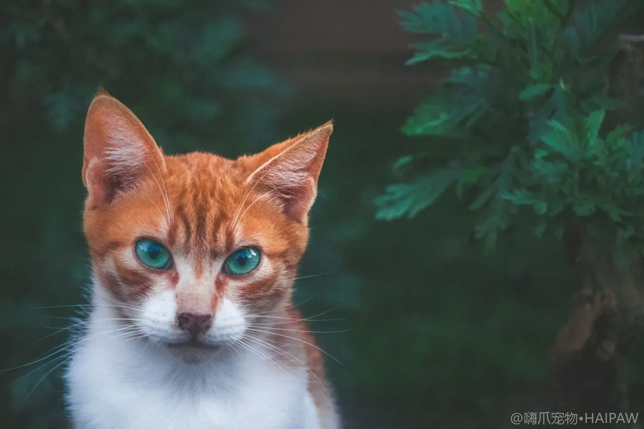 猫慢性肾病早发现，饮水与饮食管理要点