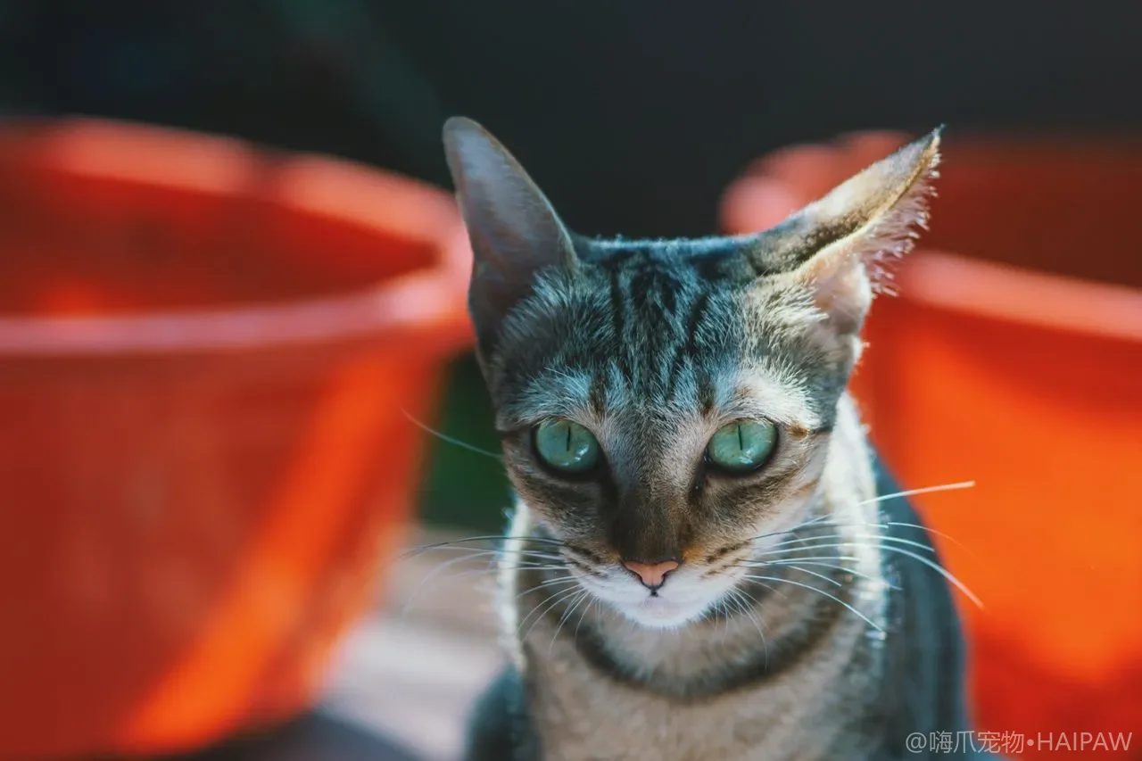 猫泌尿系统结石是怎么长出来的？饮水饮食双管齐下的预防法