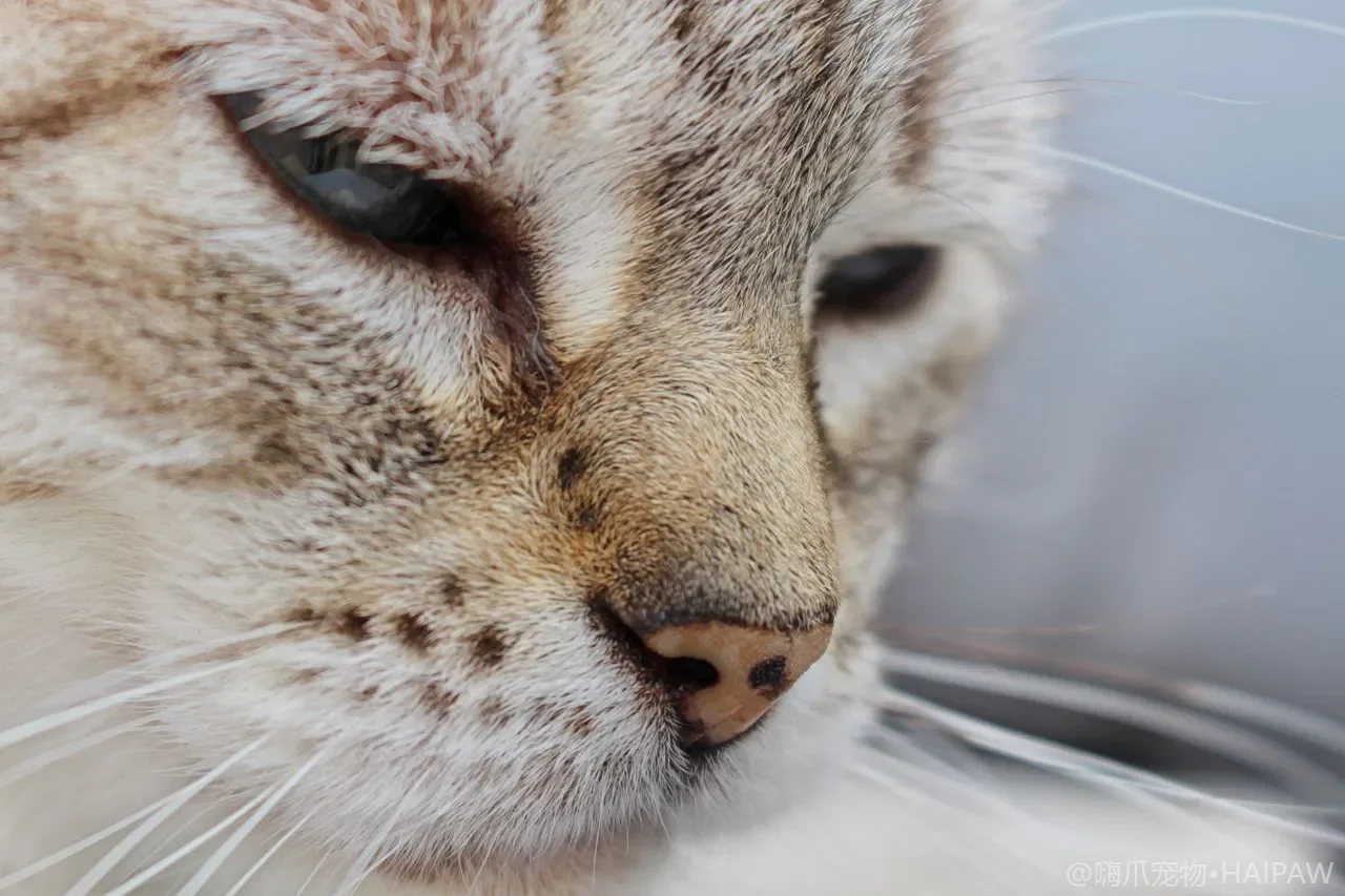 猫突发抽搐倒地怎么办?发作时保护与发作后送医的完整应对流程 猫突发抽搐倒地怎么办?发作时保护与发作后送医的完整应对流程