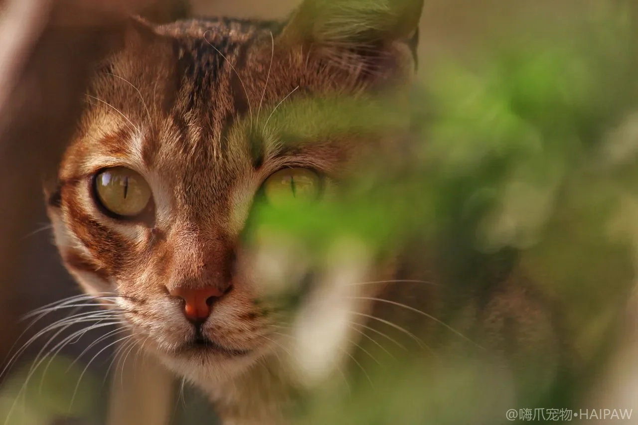 猫贫血是怎么回事？粘膜发白和精神萎靡背后的失血与营养原因