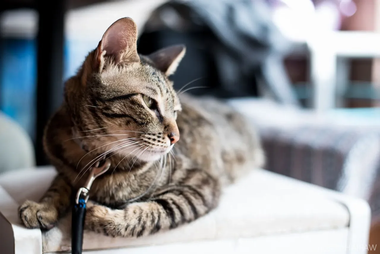 猫咪毛球症如何预防？猫奴必看！换毛季节排毛化毛全攻略