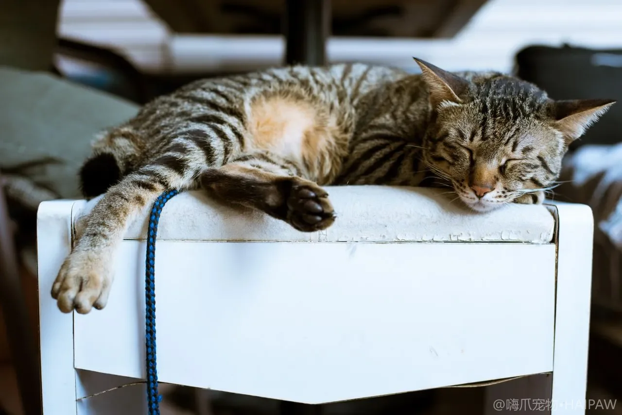 猫吞下异物怎么办？从异食癖根源到家庭干预的全方位指南