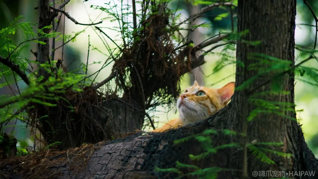 猫突然打喷嚏流眼泪是感冒了吗？猫鼻支等上呼吸道感染的识别与居家护理
