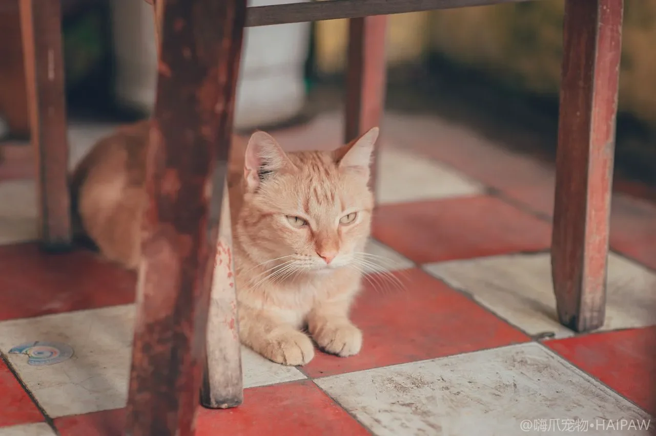 猫软便拉肚子在家怎么观察分型？从便形颜色判断该不该立刻去医院