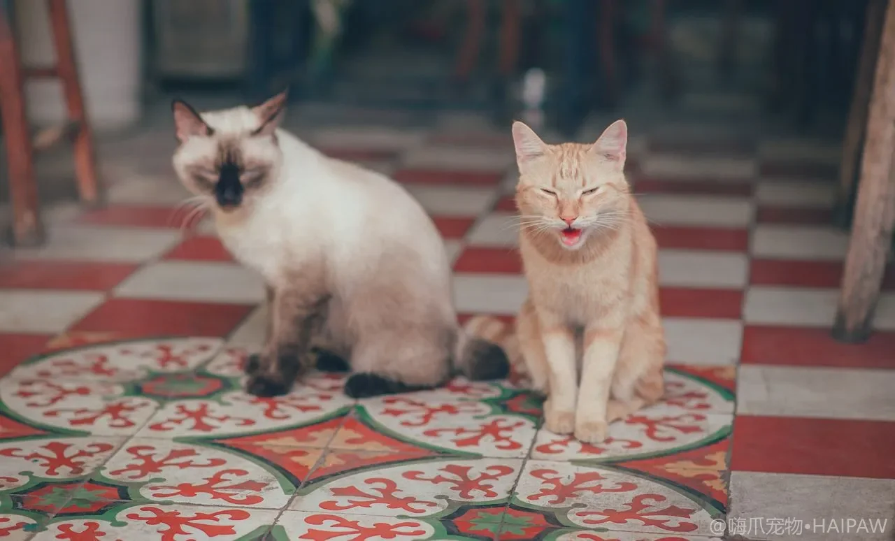 猫中暑为什么会要命？高温天识别信号与降温急救的完整应对流程