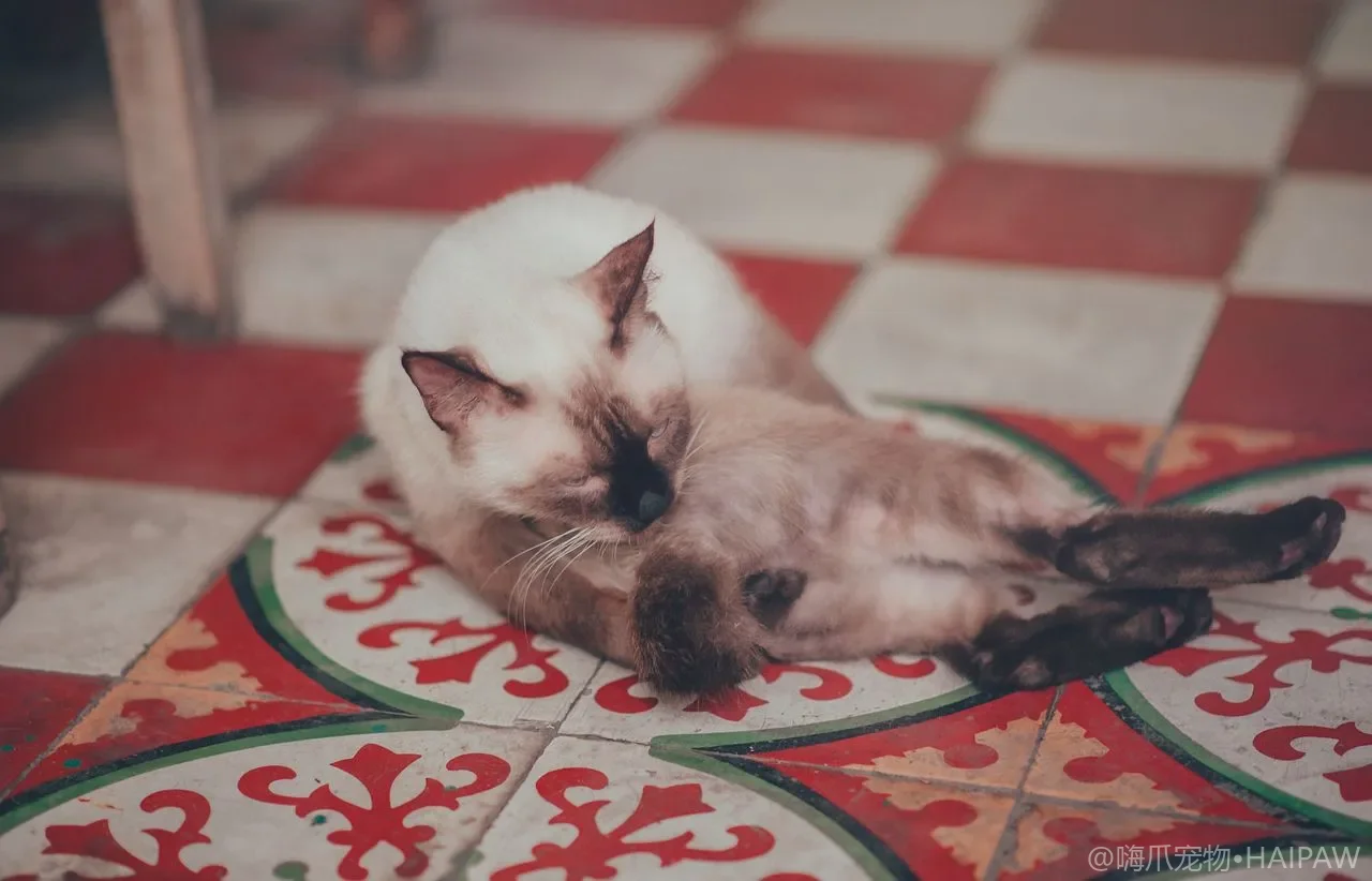 猫突然一瘸一拐站不稳怎么回事？分清扭伤骨折与致命血栓的早期信号