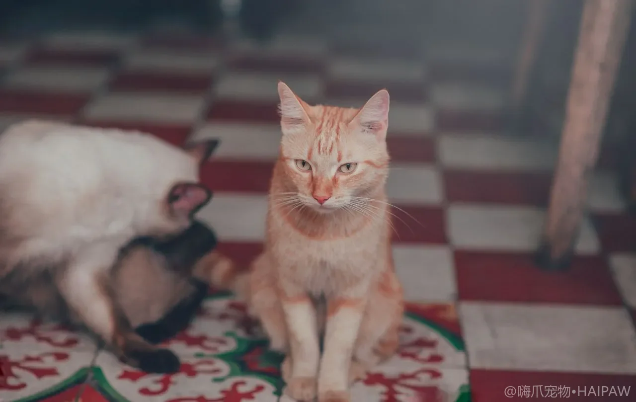 猫突然歪头走路画圈是不是前庭问题？识别急症与居家养护要点