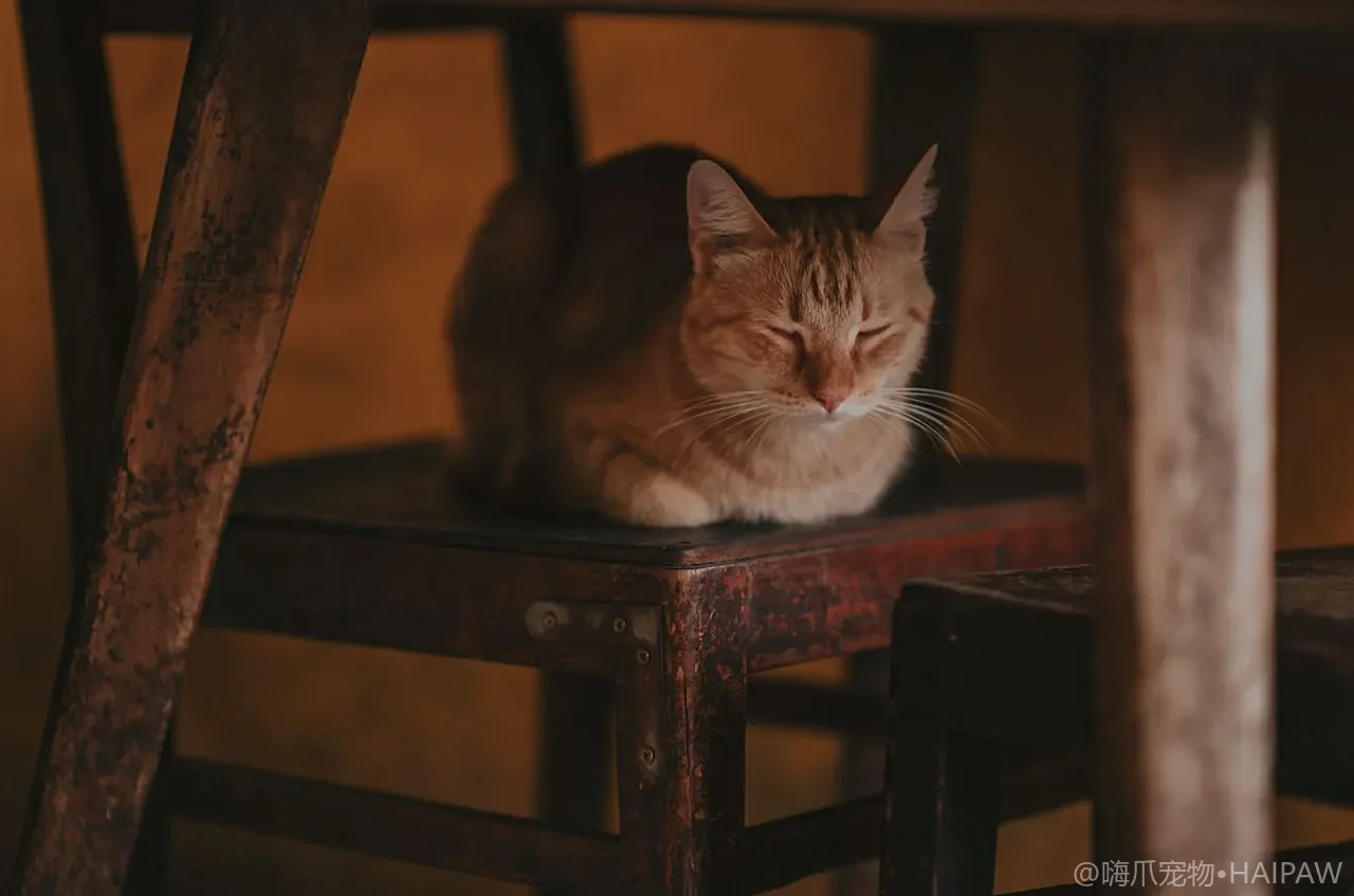 猫好几天不拉屎是便秘还是肠梗阻？居家判断与温和缓解的完整做法