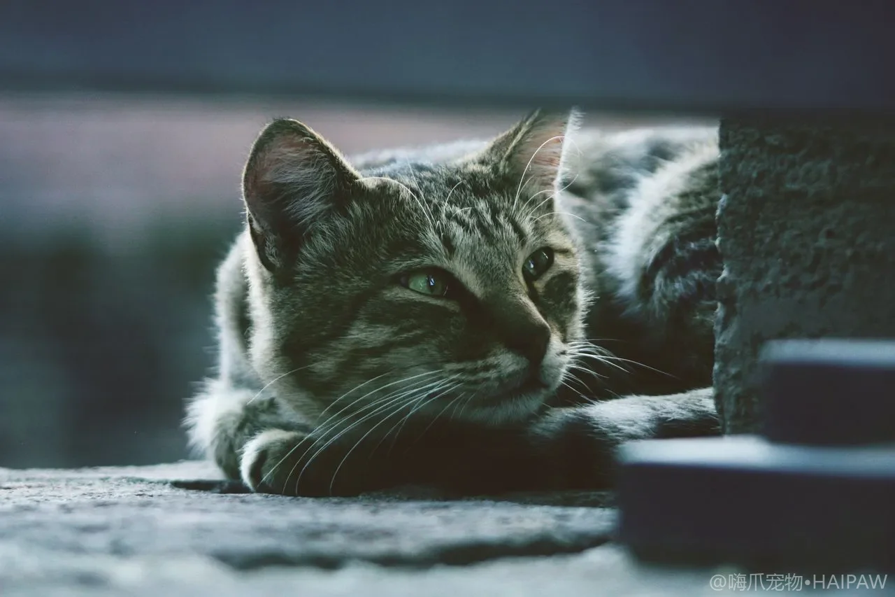 猫频繁打喷嚏又流鼻血是咋回事？分辨普通鼻炎与必须送医的出血原因