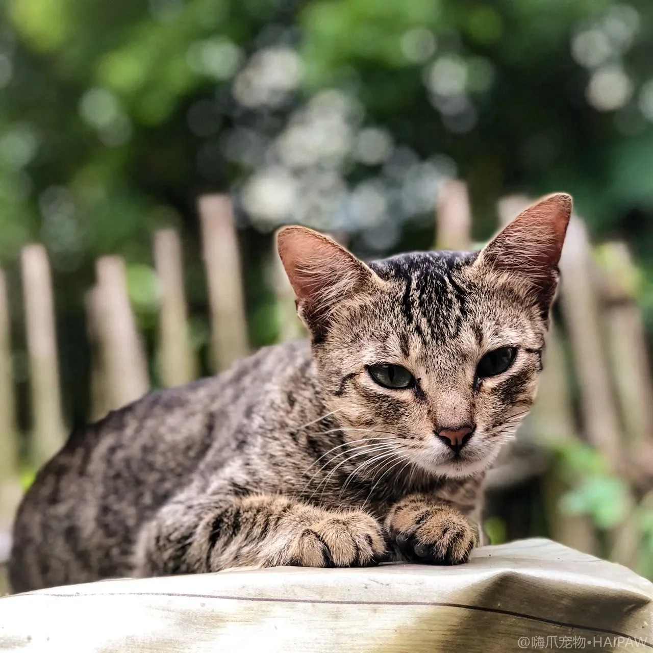 猫反复咳嗽喘气是肺病还是心脏？居家观察与送医时机的分辨